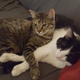 Image for article titled The Cats Of Kotaku